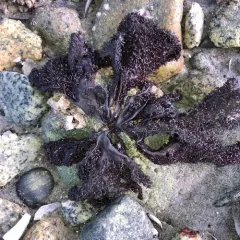 Turkish washcloth thumbnail 3