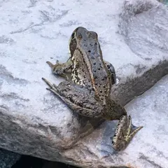 Cascades Frog thumbnail 3