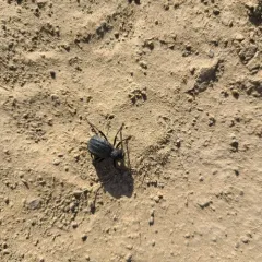 Philolithus densicollis thumbnail 1