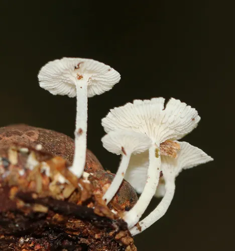 Resinomycena rhododendri