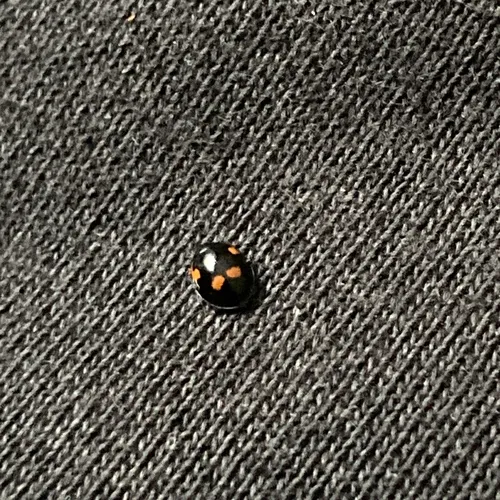 Pine Ladybird