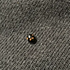 Pine Ladybird thumbnail 1
