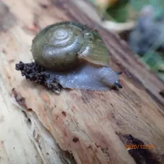 Robust Lancetooth Snail thumbnail 4
