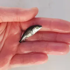 Threespine Stickleback thumbnail 1