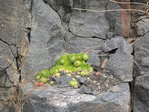 Rolling Hen-and-chicks