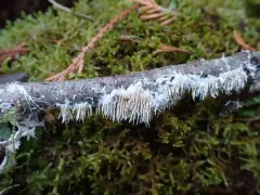 Hydnocristella himantia thumbnail 2