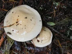 Hebeloma incarnatulum thumbnail 2