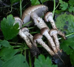 Terrestrial Scalycap thumbnail 2