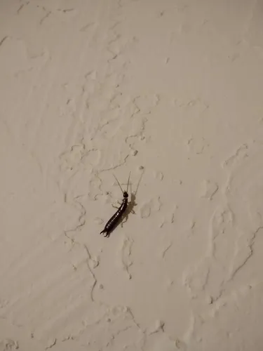 Ring-legged Earwig