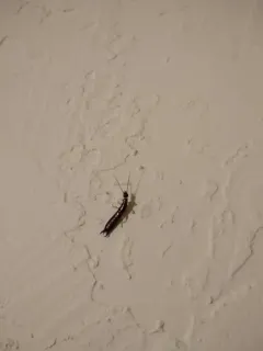 Ring-legged Earwig thumbnail 1