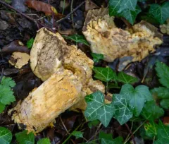 Hypomyces microspermus thumbnail 3