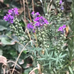 Purple Toadflax thumbnail 1