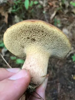 Bothia castanella thumbnail 3