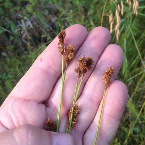 Crawford's sedge