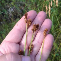 Crawford's sedge thumbnail 1