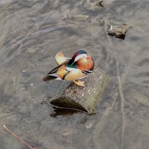 Mandarin Duck