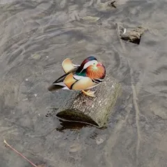 Mandarin Duck thumbnail 1