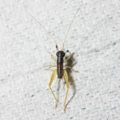 Red-headed Bush Cricket thumbnail 2