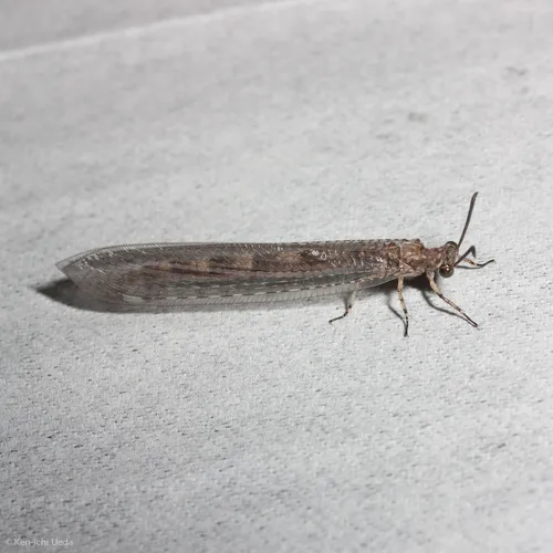 Myrmeleon immaculatus