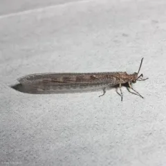 Myrmeleon immaculatus thumbnail 1
