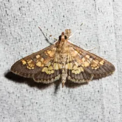 Darker Diacme Moth thumbnail 2