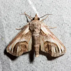 Eyed Paectes Moth thumbnail 1
