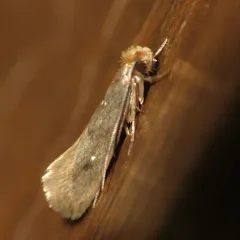 Case-bearing Clothes Moth thumbnail 2