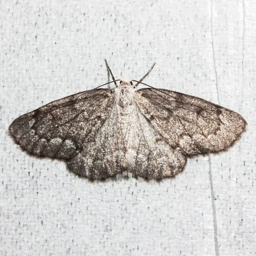 False Hemlock Looper Moth