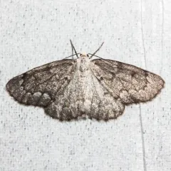 False Hemlock Looper Moth thumbnail 1
