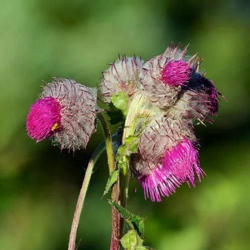 Edible Thistle