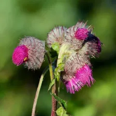 Edible Thistle thumbnail 1