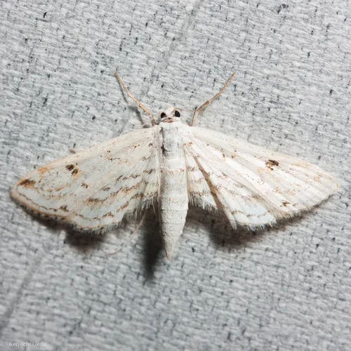 Watermilfoil Leafcutter Moth
