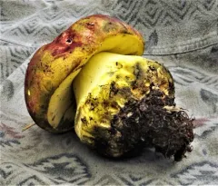 Rosy Autumn Butter Bolete thumbnail 4