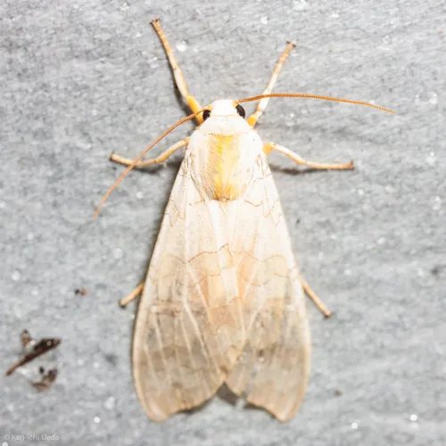 Banded Tussock Moth
