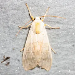 Banded Tussock Moth thumbnail 1