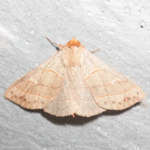 Red-lined Panopoda Moth