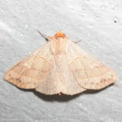 Red-lined Panopoda Moth thumbnail 1