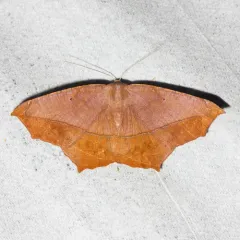 Large Maple Spanworm Moth thumbnail 1