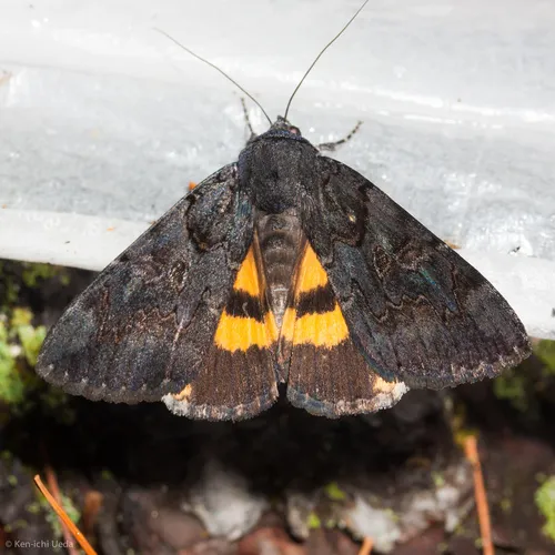 Sweetfern Underwing Moth