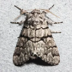Eastern Panthea Moth thumbnail 2