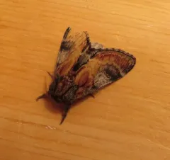 Pacific Prominent Moth thumbnail 4
