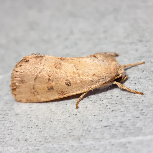 American Dun-bar Moth