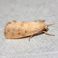 American Dun-bar Moth thumbnail 1