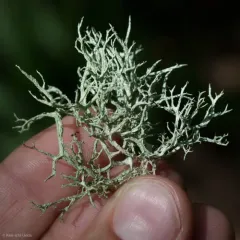Boreal Oakmoss thumbnail 2