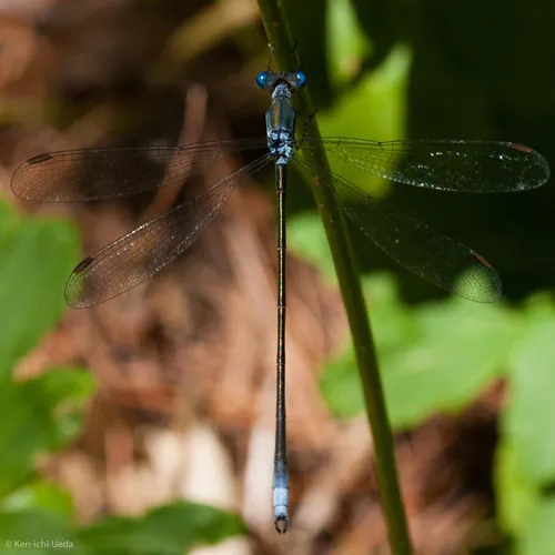Swamp Spreadwing