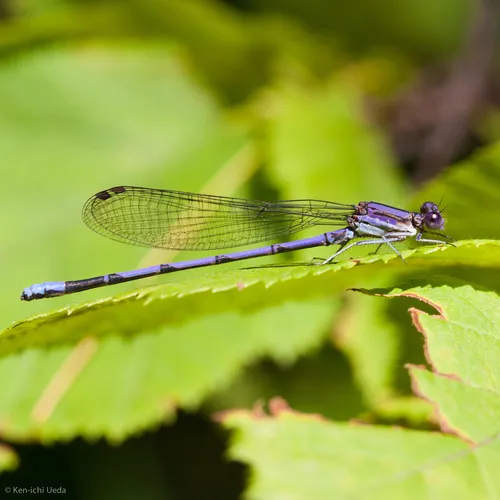 Variable Dancer