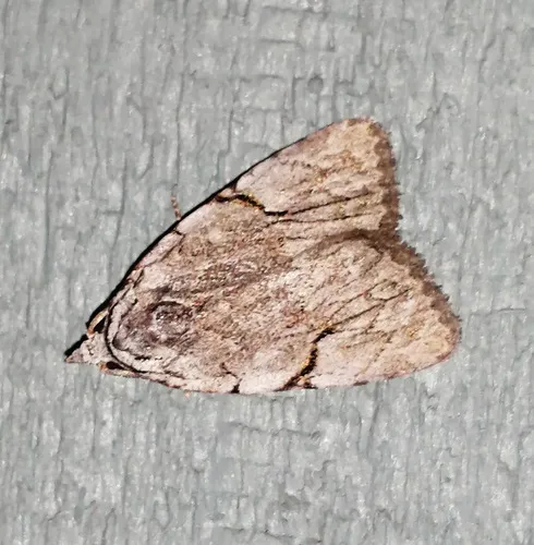 Many-dotted Appleworm Moth