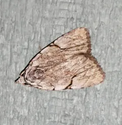 Many-dotted Appleworm Moth thumbnail 1