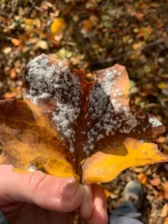 Tulip-tree Powdery Mildew thumbnail 4