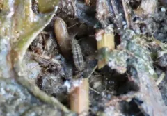 Marsh Springtail thumbnail 2